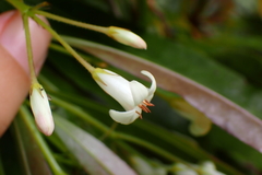 Pittosporum pronyense