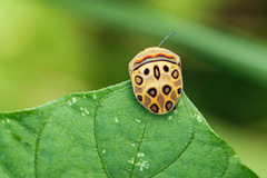 Sphaerocoris annulus