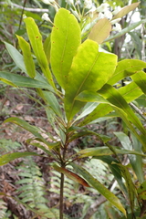 Pittosporum pronyense