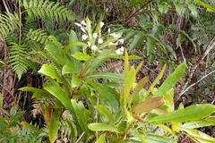 Pittosporum pronyense