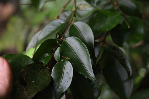 Image of Decaspermum humile by (c) Greg Tasney, some rights reserved (CC BY-SA)
