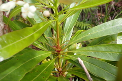 Pittosporum pronyense