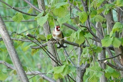 Carduelis carduelis