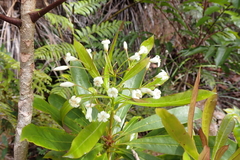 Pittosporum pronyense