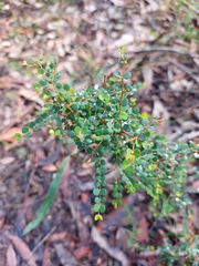 Bossiaea lenticularis