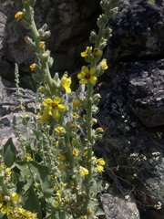 Verbascum rotundifolium