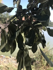 Philenoptera violacea