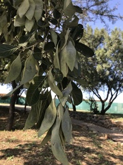 Philenoptera violacea