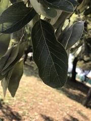 Philenoptera violacea