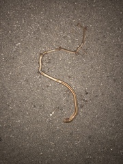 Ophisaurus attenuatus