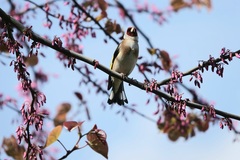 Carduelis carduelis