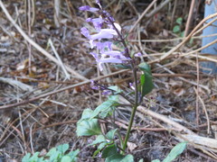 Plectranthus saccatus