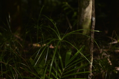Cyperus filipes