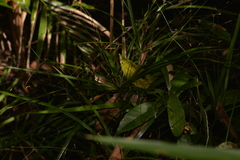 Cyperus filipes