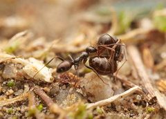 Proformica striaticeps