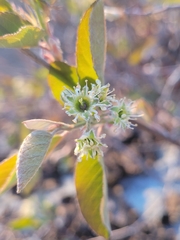 Amelanchier nantucketensis