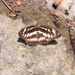 Athyma opalina opalina