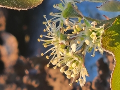 Amelanchier nantucketensis