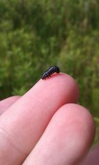 Trirhabda canadensis