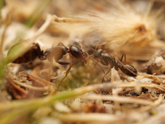 Proformica striaticeps