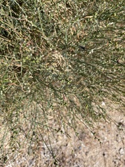 Stillingia linearifolia