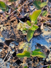 Amelanchier nantucketensis