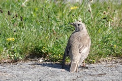 Turdus viscivorus