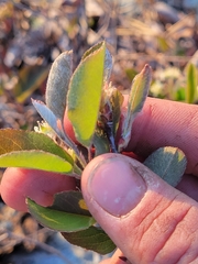 Amelanchier nantucketensis