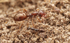 Proformica striaticeps