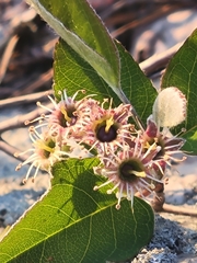 Amelanchier nantucketensis