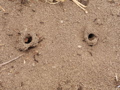 Proformica striaticeps