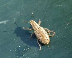 Sitona macularius
