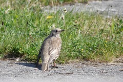 Turdus viscivorus