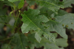 Solanum inaequilaterum