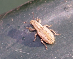 Sitona macularius
