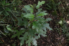 Solanum inaequilaterum