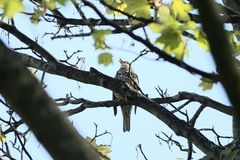 Turdus viscivorus