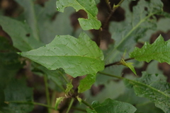 Solanum inaequilaterum