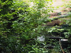 Betula