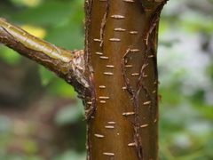 Betula