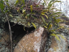 Lepisorus ussuriensis