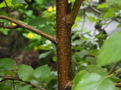 Betula