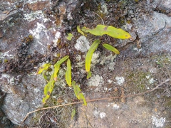 Lepisorus ussuriensis