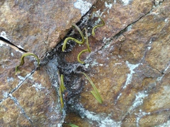 Lepisorus ussuriensis