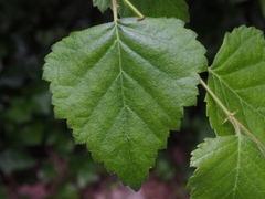 Betula