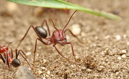 Nodal Desert Ant