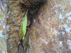 Lepisorus ussuriensis