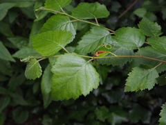 Betula
