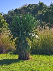 Yucca gloriosa tristis