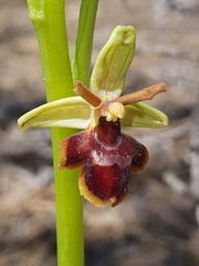 Ophrys